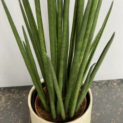 Sansevieria Bacularis ‘Mikado’ -The Palm Centre Store SMK 624be4c8d4918