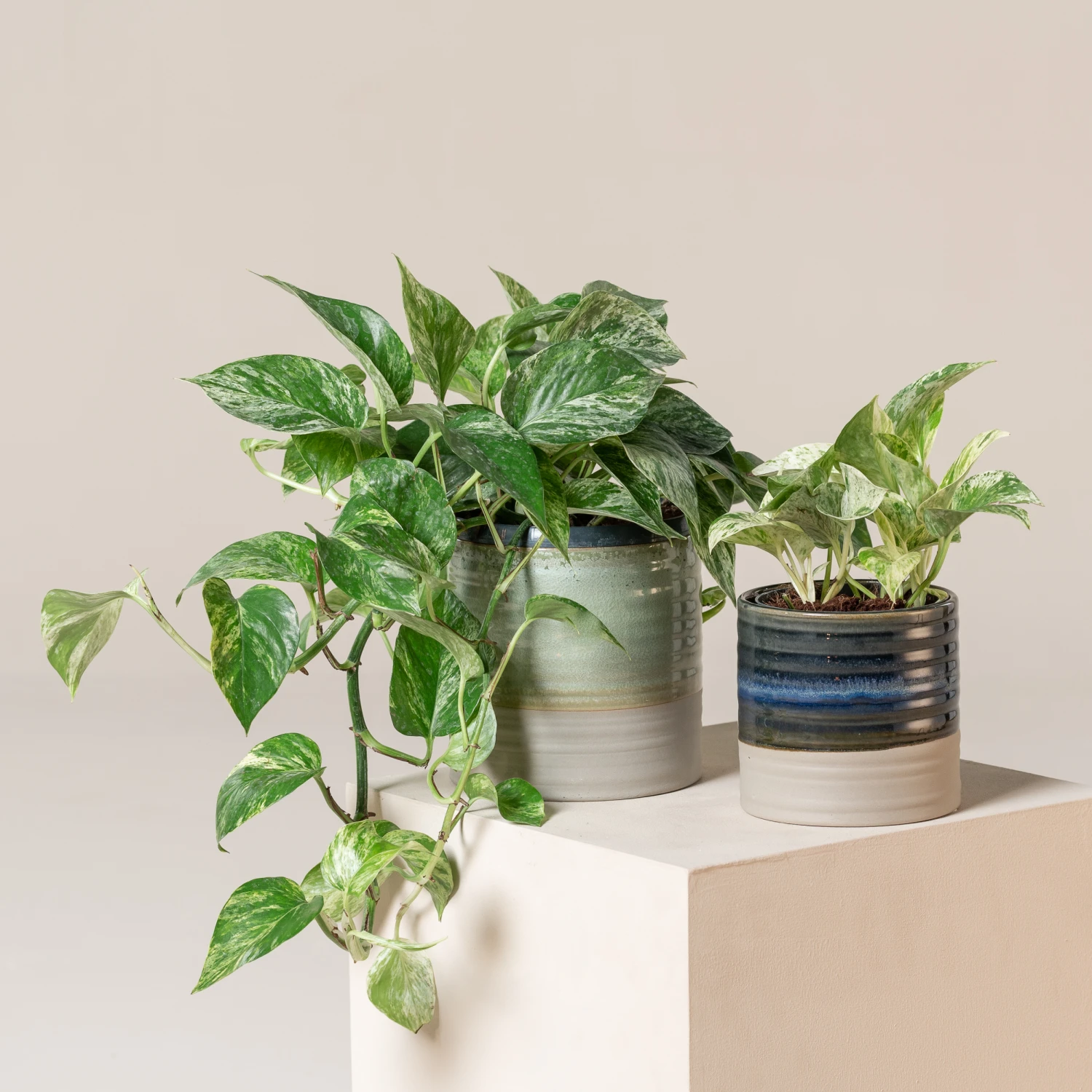 Scindapsus Aureus ‘Marble Queen’ 1 Scindapsus Aureus ‘Marble Queen’