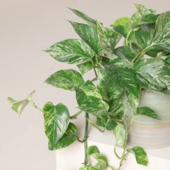 Scindapsus Aureus ‘Marble Queen’ 7 Scindapsus Aureus ‘Marble Queen’ -The Palm Centre Store SMQ 3