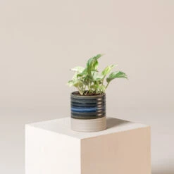 Scindapsus Aureus ‘Marble Queen’ 9 Scindapsus Aureus ‘Marble Queen’ -The Palm Centre Store SMQ s