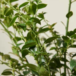 Sarcococca Ruscifolia -The Palm Centre Store SRF 613886120aa89