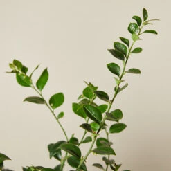 Sarcococca Ruscifolia -The Palm Centre Store SRF 6138861458b6e