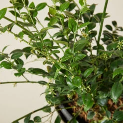 Sarcococca Ruscifolia -The Palm Centre Store SRF 6138861710110