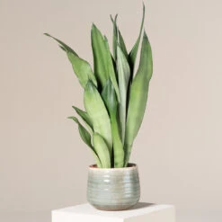 Sansevieria Trifasciata ‘Moonshine’ -The Palm Centre Store STM 2 2