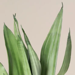Sansevieria Trifasciata ‘Moonshine’ -The Palm Centre Store STM
