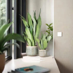 Sansevieria Trifasciata ‘Moonshine’ -The Palm Centre Store STM 625123f9e99a9