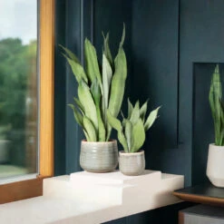 Sansevieria Trifasciata ‘Moonshine’ -The Palm Centre Store STM 625123fbcd51c