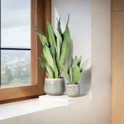 Sansevieria Trifasciata ‘Moonshine’ -The Palm Centre Store STM 625123fd859e5