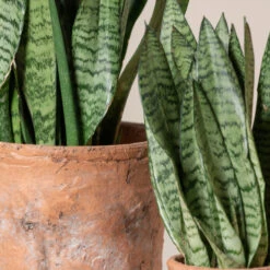 Sansevieria Zeylanica -The Palm Centre Store SZE