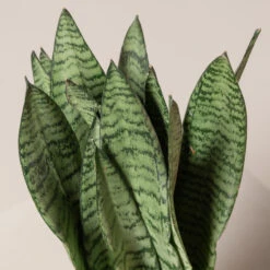 Sansevieria Zeylanica -The Palm Centre Store SZE 3