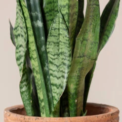 Sansevieria Zeylanica -The Palm Centre Store SZE 4
