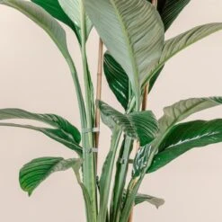 Spathiphyllum ‘Sensation’ -The Palm Centre Store S 16578 rAFHPa57KeCDboyuNVfdhSq86lPq0qhuPgiIbqW9