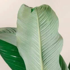 Spathiphyllum ‘Sensation’ -The Palm Centre Store S 16578 u19bDD7aGCivmNmzJjOolZWtzbzAglDC0t25aO2B