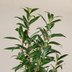 Sarcococca Hookeriana ‘Winter Gem’ -The Palm Centre Store S 16668 5f790d6849092