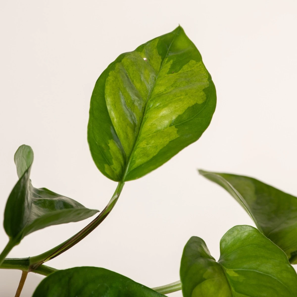 Scindapsus ‘Global Green’ 2 Scindapsus ‘Global Green’ - Image 2