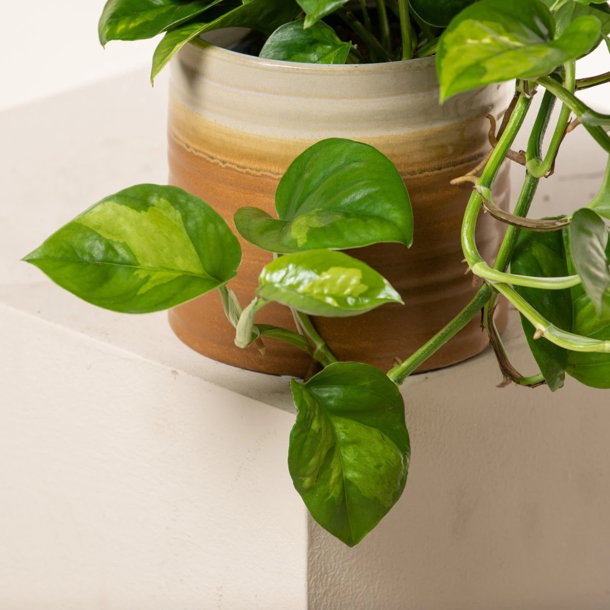 Scindapsus ‘Global Green’ 3 Scindapsus ‘Global Green’ - Image 3