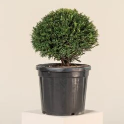Taxus Baccata – Topiary -The Palm Centre Store TAX B25 1 scaled 1