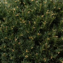 Taxus Baccata – Topiary -The Palm Centre Store TAX B30 5 scaled 1