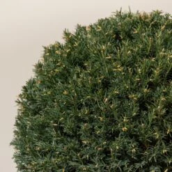 Taxus Baccata – Topiary -The Palm Centre Store TAX B30 6 scaled 1