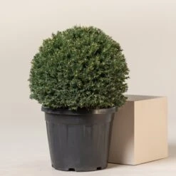 Taxus Baccata – Topiary -The Palm Centre Store TAX B30 7 scaled 1