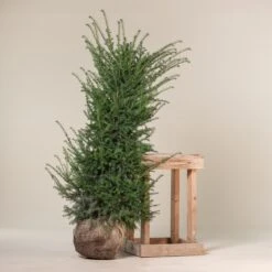 Taxus Baccata – Natural Form -The Palm Centre Store TBA 150 4 1 scaled 1