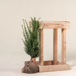 Taxus Baccata – Natural Form -The Palm Centre Store TBA 60 7 1 scaled 1