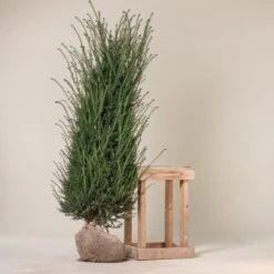 Taxus Baccata – Natural Form -The Palm Centre Store TBA 75 3 1 scaled 1