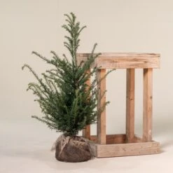 Taxus Baccata – Natural Form -The Palm Centre Store TBA 80 6 1 scaled 1