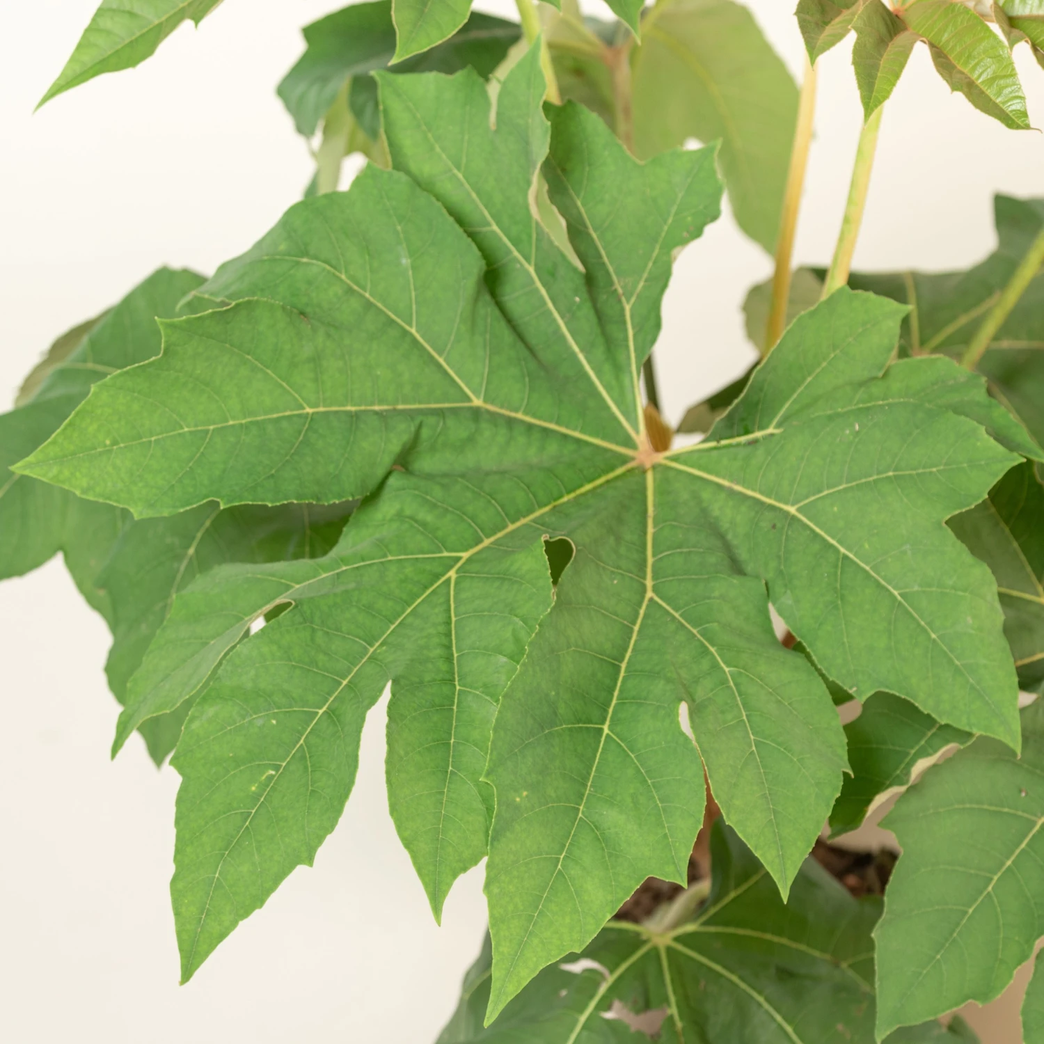 Tetrapanax Papyrifer ‘Rex’ 4 Tetrapanax Papyrifer ‘Rex’ - Image 4