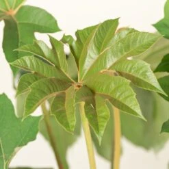 Tetrapanax Papyrifer ‘Rex’ 18 Tetrapanax Papyrifer ‘Rex’ -The Palm Centre Store TEP 10 3 2 scaled 2