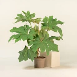 Tetrapanax Papyrifer ‘Rex’