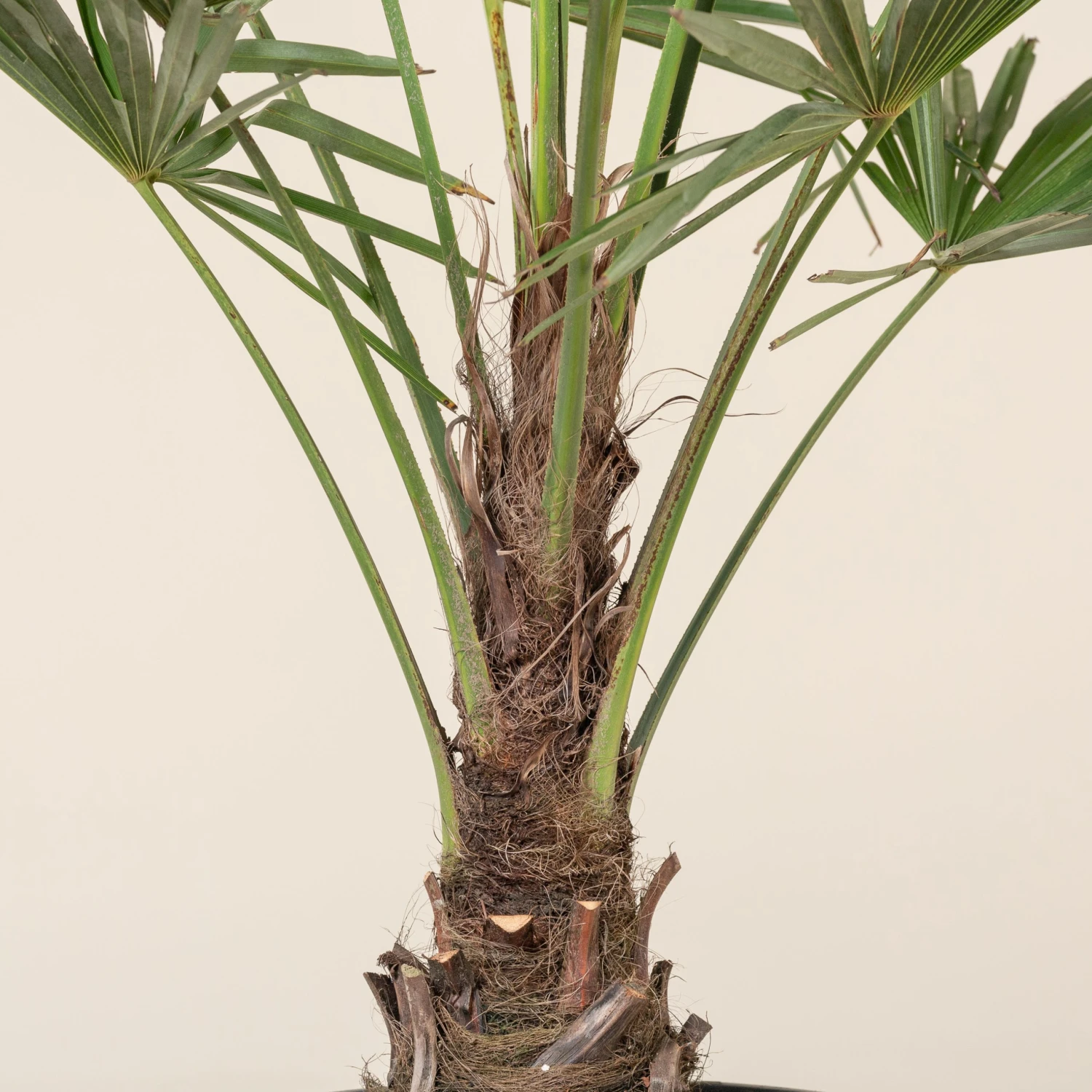 Trachycarpus Fortunei 5 Trachycarpus Fortunei - Image 5