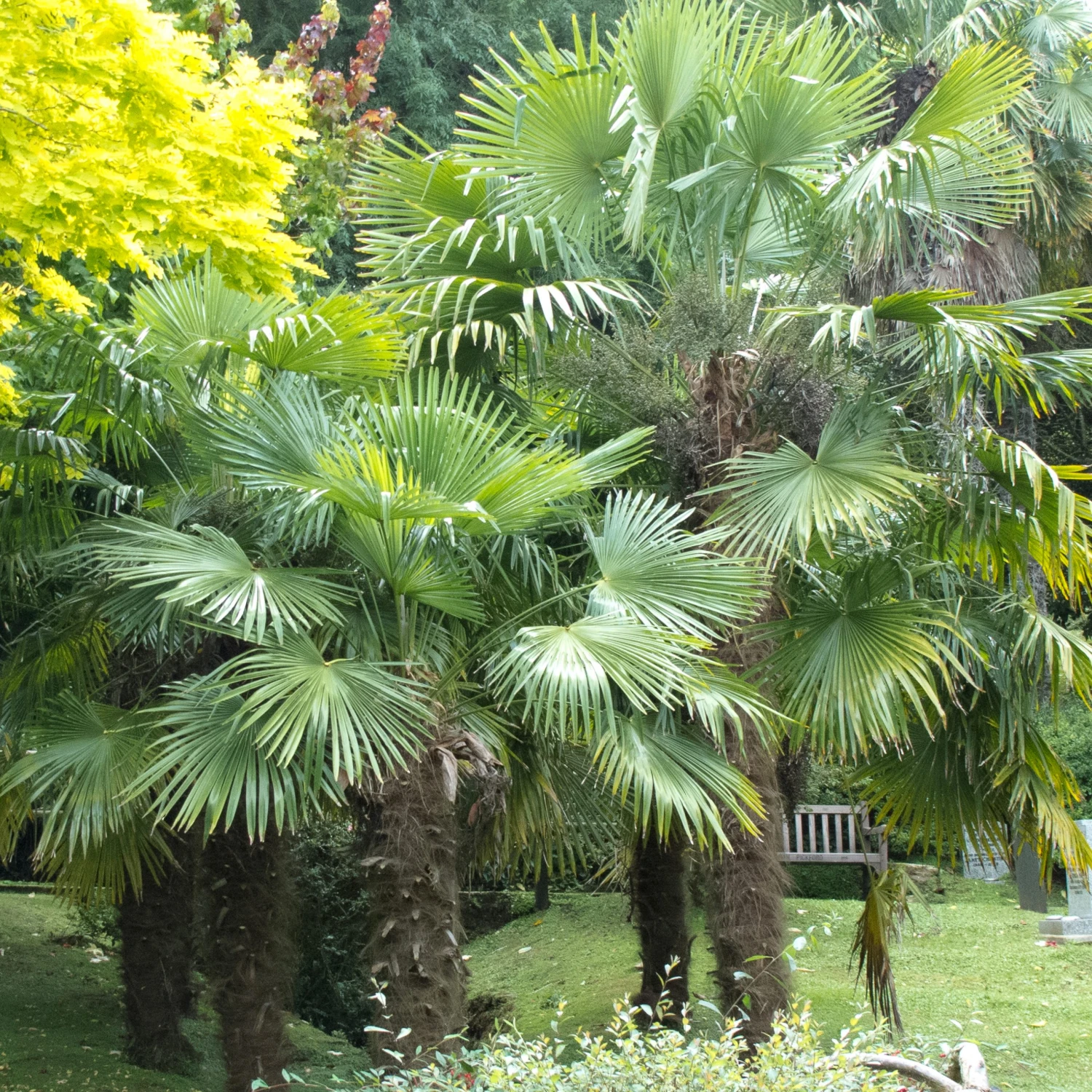 Trachycarpus Fortunei 4 Trachycarpus Fortunei - Image 4