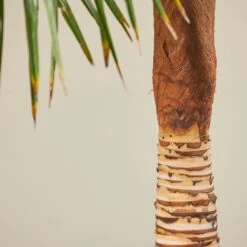 Trachycarpus Fortunei – Stripped Trunk -The Palm Centre Store TFS 60ec243c335c9