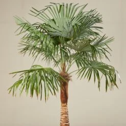 Trachycarpus Fortunei – Stripped Trunk -The Palm Centre Store TFS 60ec243e067c3