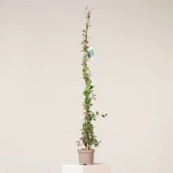 Trachelospermum Jasminoides -The Palm Centre Store TJA 3 scaled 1