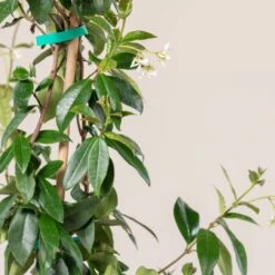 Trachelospermum Jasminoides -The Palm Centre Store TJA 7.5 1 scaled 1