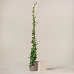 Trachelospermum Jasminoides -The Palm Centre Store TJA 9 1 scaled 1