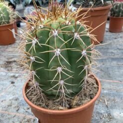 Trichocereus Terschekii -The Palm Centre Store TRT 3 60a927876c207