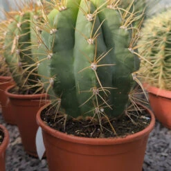 Trichocereus Terschekii -The Palm Centre Store TRT 3 6132468a9b7b4