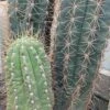 Trichocereus Terschekii