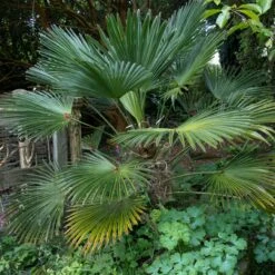 Trachycarpus Wagnerianus -The Palm Centre Store TWA 1 scaled 1