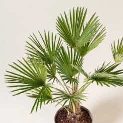 Trachycarpus Wagnerianus -The Palm Centre Store TWA 3