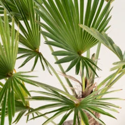 Trachycarpus Wagnerianus -The Palm Centre Store TWA 4