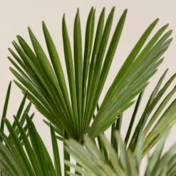 Trachycarpus Wagnerianus -The Palm Centre Store TWA 5