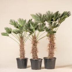 Trachycarpus Wagnerianus -The Palm Centre Store TWA 60a9441b50829