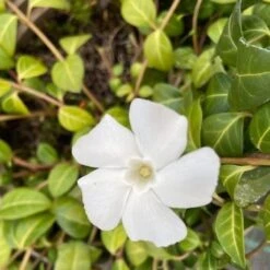 Vinca Minor ‘Alba’ -The Palm Centre Store VIA 60a958c7088fe