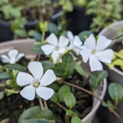 Vinca Minor ‘Alba’ -The Palm Centre Store VIA 611baac201be3