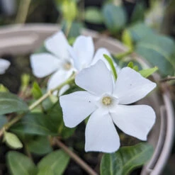 Vinca Minor ‘Alba’ -The Palm Centre Store VIA 611baac4d6601