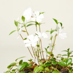 Vinca Minor ‘Alba’ -The Palm Centre Store VIA 61389f84fcad2